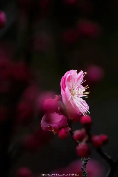 【朱砂梅摄影图片】生态摄影_飞客的摄影部落欢迎您