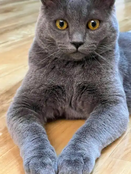 请问各位姐妹,七个月的蓝猫弟弟这样是发腮了吗?