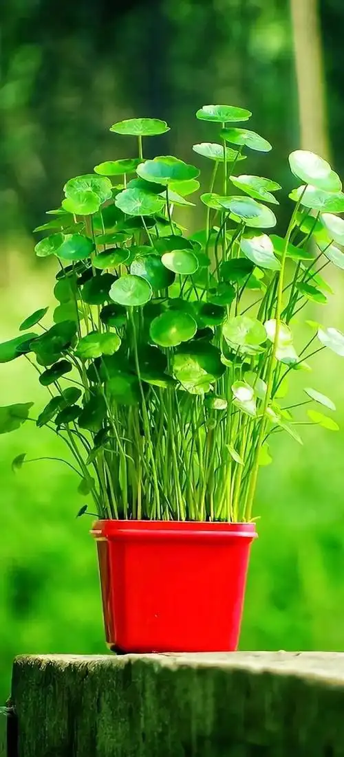 你是不是想到了 代表 原谅 希望的 诶诶诶 先别急着保存壁纸绿色保护