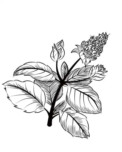 薄荷,薄荷,黑色,白色,手,孤立的,花的,花,插图