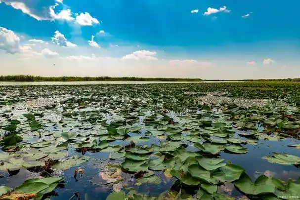 衡水湖位于河北衡水市境内,拥有美丽的自然风光和丰富的旅游资源.