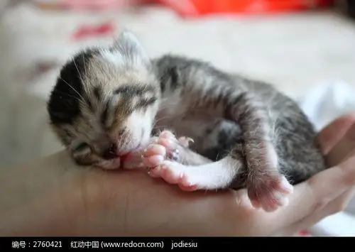 刚出生的小猫