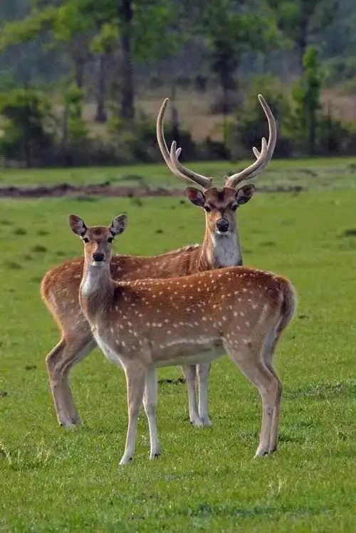 梅花鹿 的英文(梅花鹿用英语怎么说)-百科学社
