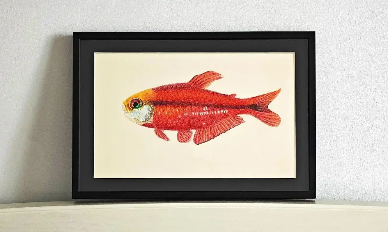 【灯鱼手绘】红黄青绿蓝,五色灯鱼 #彩铅 #观赏鱼 #南美灯 - 抖音