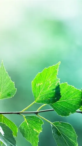 壁纸 绿色的树叶,树枝,模糊的背景 3840x2160 uhd 4k 高清壁纸, 图片