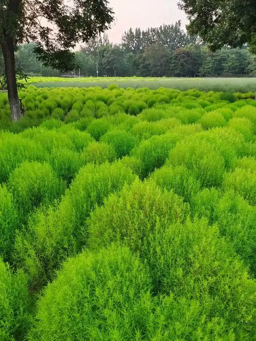 可爱的地肤草,绿色真的很治愈#治愈系风景 #绿意盎然 #景观 - 抖音