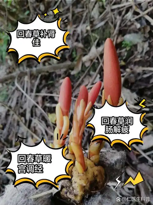 女人吃回春草的功效与作用