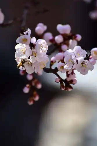 杏花又红又白,花繁姿娇,尤以成片开放更加动人,胭脂点点,占尽春风