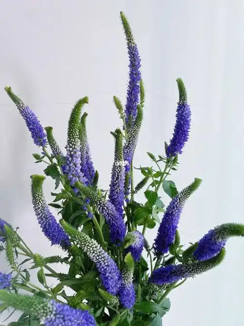 9797别名:洋苏草,普通鼠尾草,庭院鼠尾草9797花语:热爱家庭