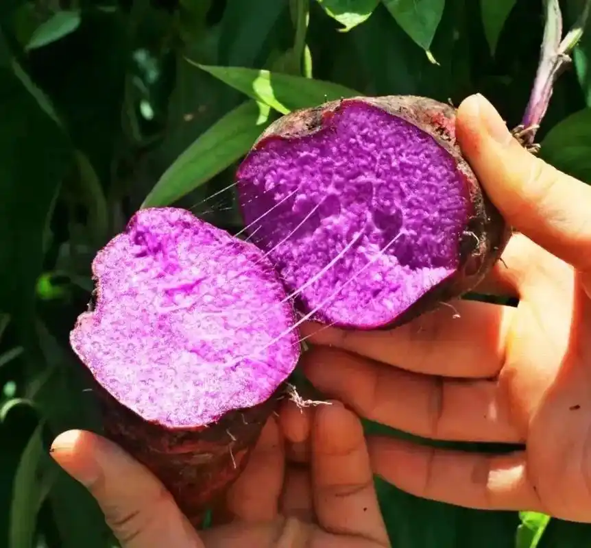 食材安利:紫山药,又名紫玉淮山.紫玉淮山是最新的"增城十宝" - 抖音