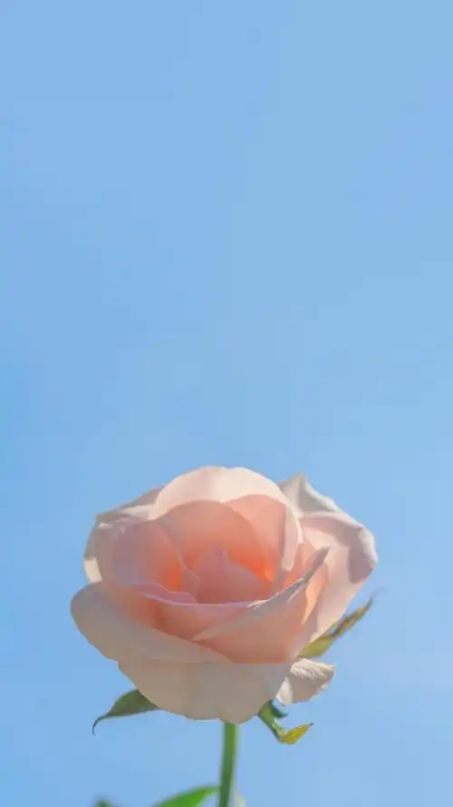 清新淡雅浪漫月季花,高清图片-壁纸族