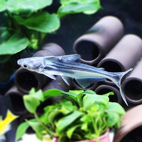 三湖慈鲷非洲王子活体 四间鱼十间鱼虎皮鱼淡水虎鲨鱼观赏鱼活体 淡水