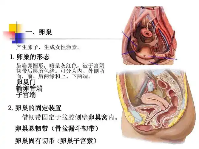 卵巢固有韧带(卵巢子宫索)