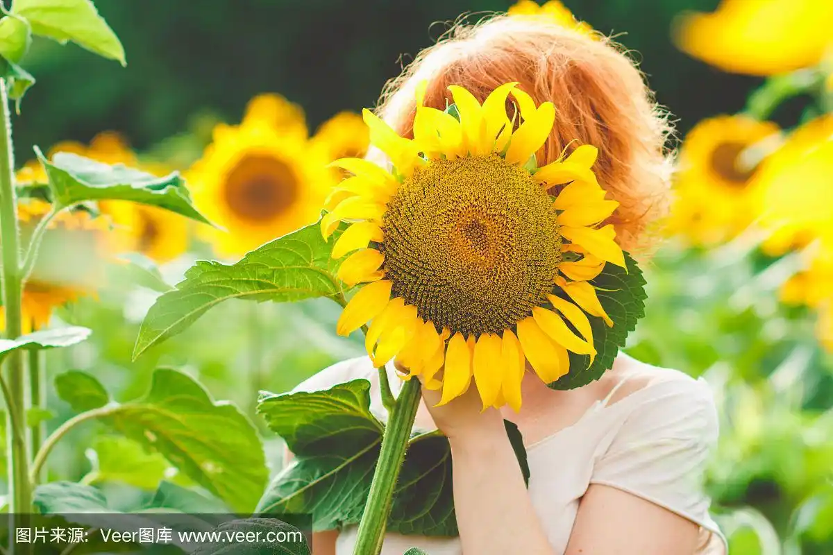 红头发的女孩用向日葵遮住脸,女孩在日落时分在向日葵地里享受大自然