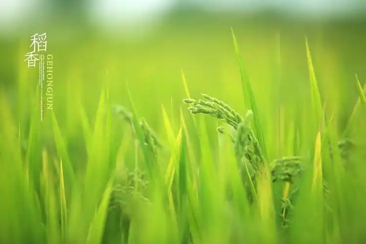 稻香