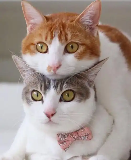 明明是两只猫在舔毛,为什么我看得老脸一红?