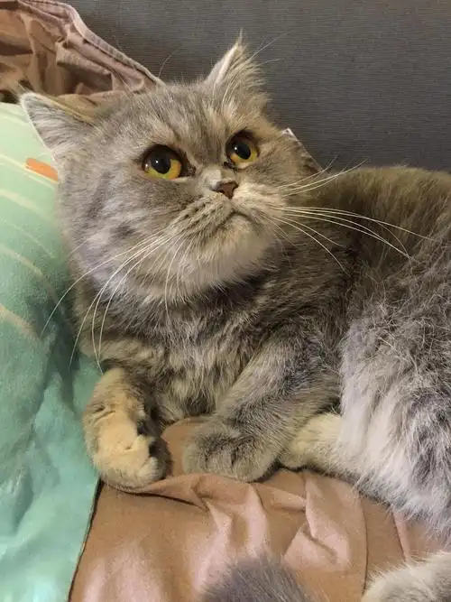 蓝猫加菲串串求领养已找到主人啦谢谢大家关注