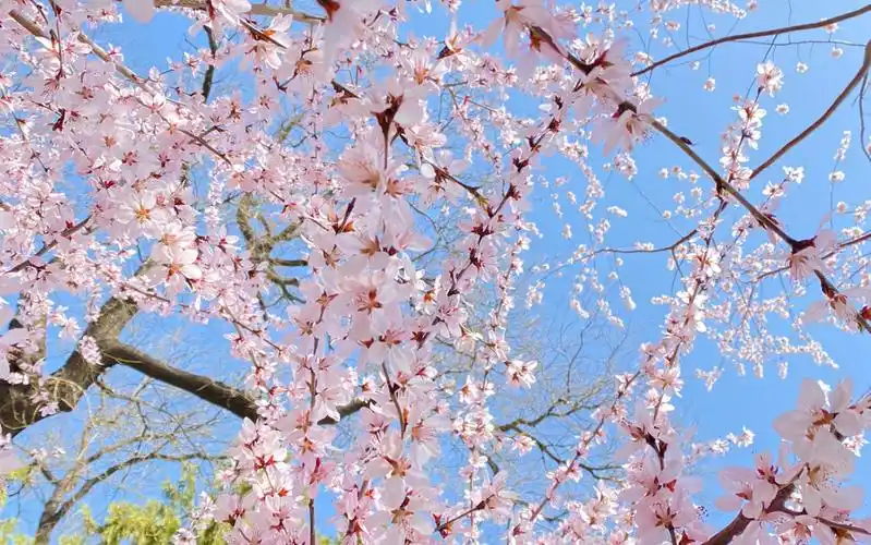 颐和园春景图 十里桃花 游人如织