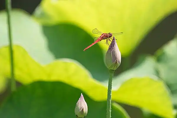 小荷蜻蜓图片_图片大全