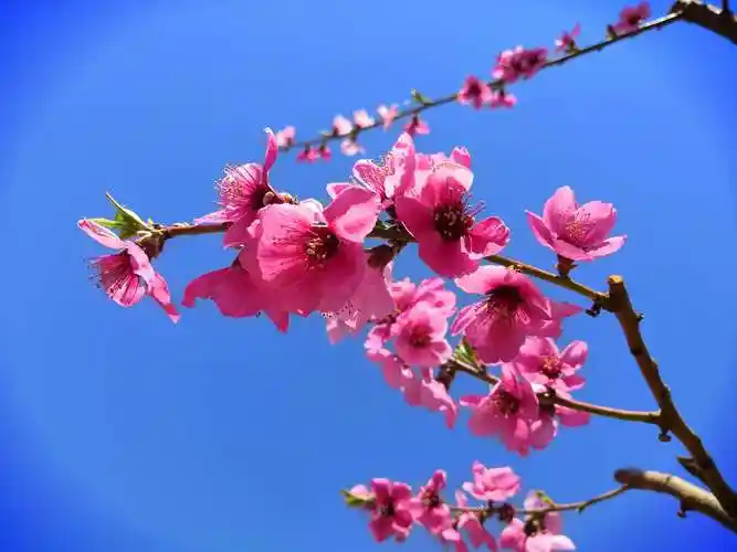 平谷—美丽的桃花