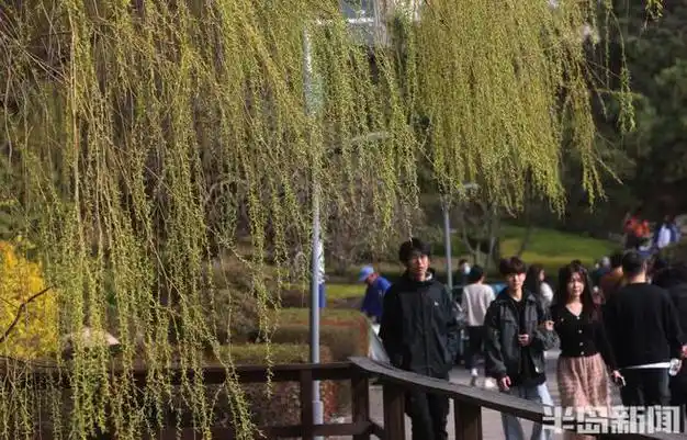 漫步春风里|何毅|青岛|八大关_网易订阅