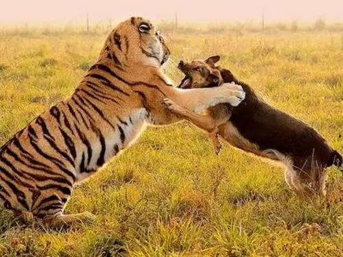老虎从小和狗狗一起生活,结果长大后老虎的兽性竟被狗狗驯化了