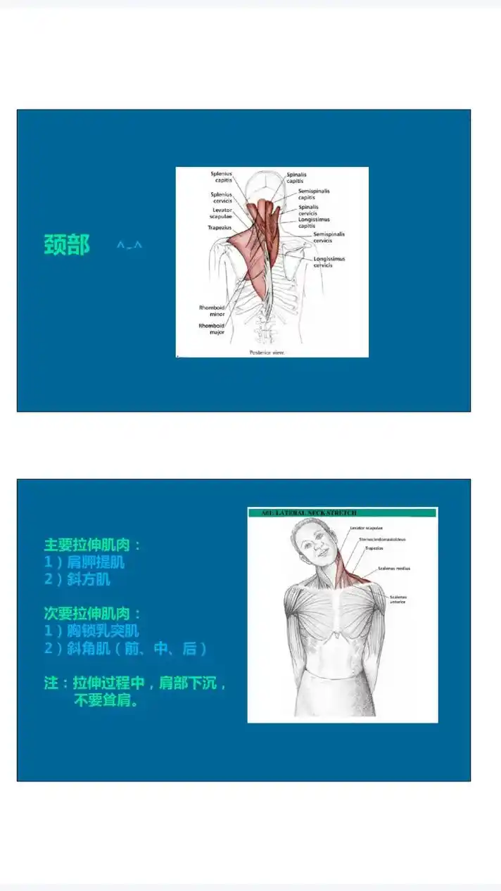 颈部和肩部拉伸动作 #入门教练员篮球指南  篮球拉伸动作大全 - 抖音