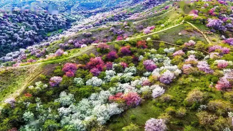 春天醉美福寿山