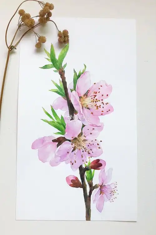 一组水彩手绘 桃花