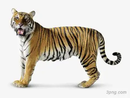 老虎png素材透明免抠图片其他元素