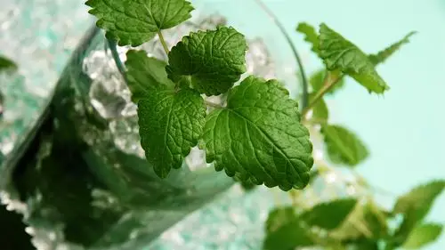 饮料莫吉托,绿薄荷叶,玻璃杯 壁纸