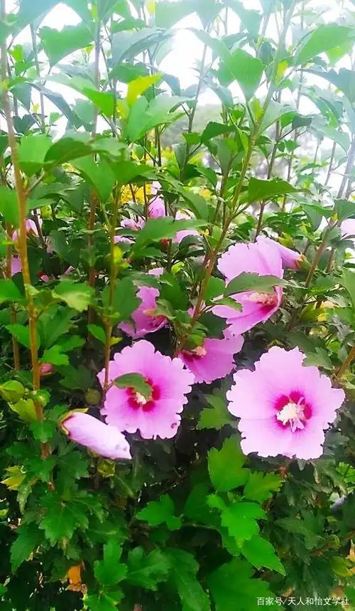 绿叶美花,风景宜人,您看这芳馨怡人花世界,独领风骚在人间