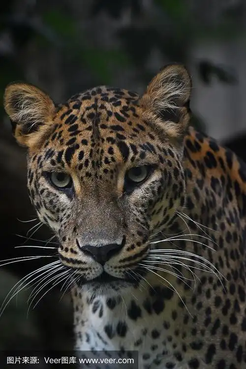 近距离的波斯豹肖像