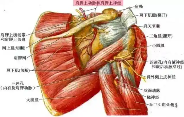 肩部疼痛常见原因肩胛上神经卡压综合征