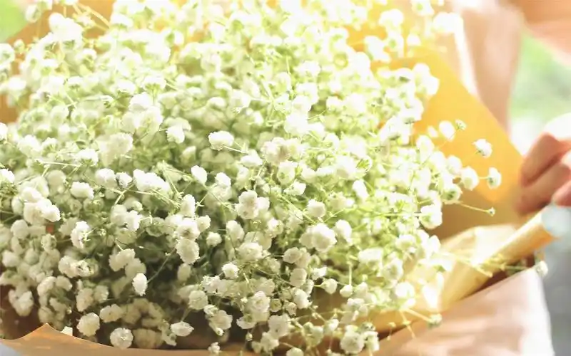 漂亮的满天星高清桌面壁纸