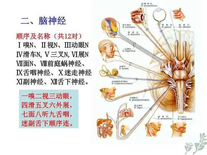 专病介绍————听神经瘤的早期表现_听神经瘤_听神经瘤症状表现
