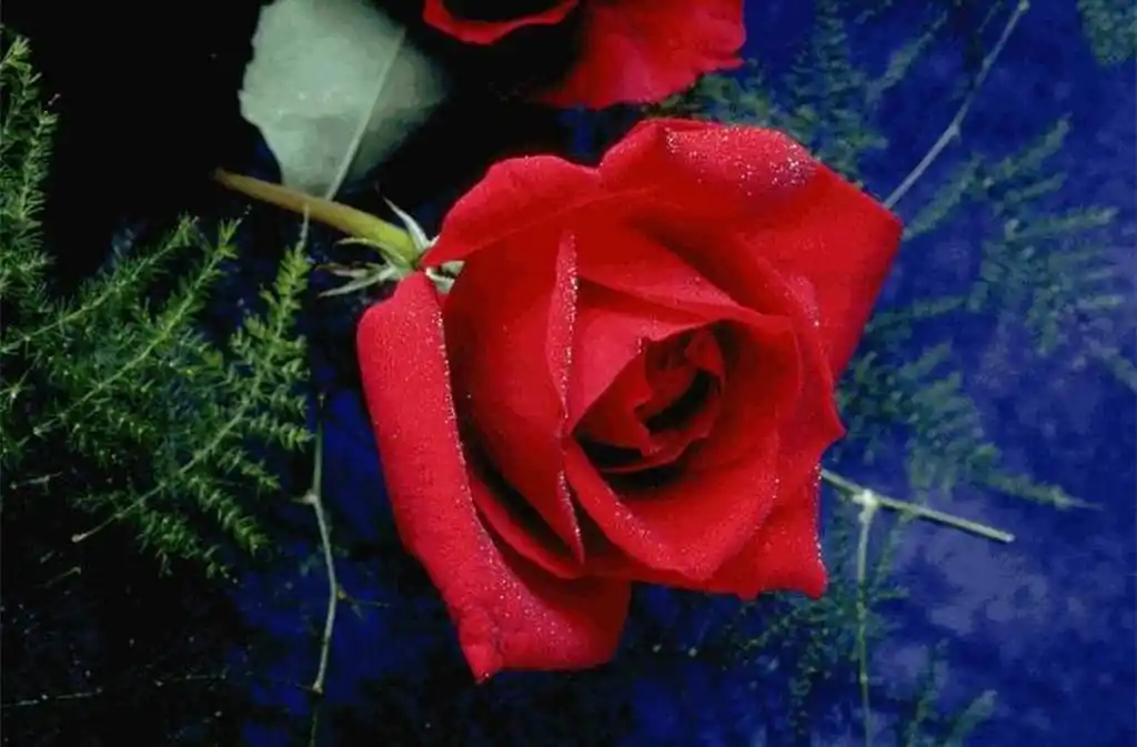 漂亮玫瑰花桌面壁纸_唯美的爱情玫瑰花