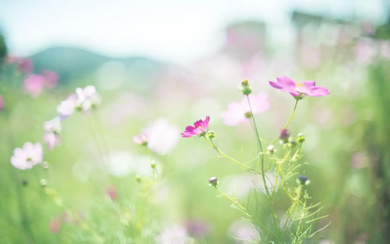 收卡一手带队_推荐