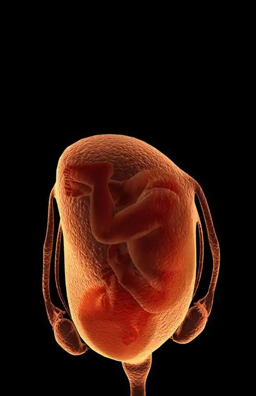 图形,合成,图画,画,人体,生长,成长,电脑合成图,数码合成图,胎儿,生物