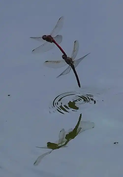 【蜻蜓点水摄影图片】星火园生态摄影_荒原狼_太平洋电脑网摄影部落