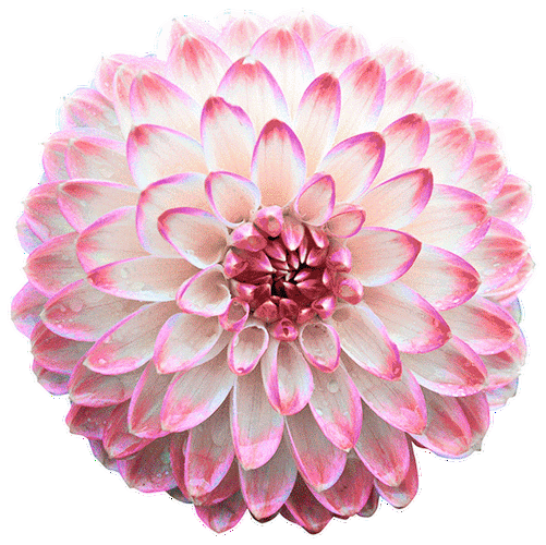 600_599gif 动态图 动图