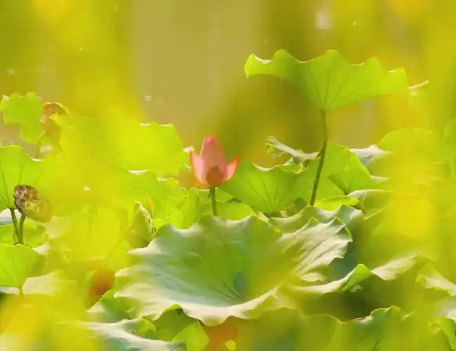 七宝荷花别样情