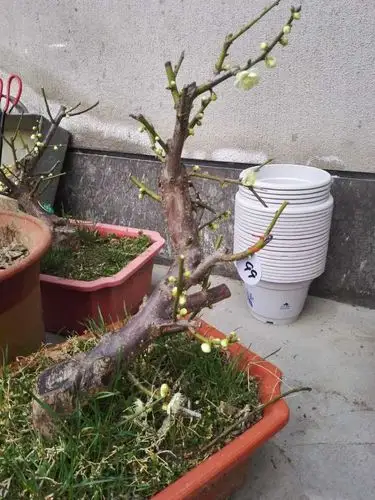 一折双色盆_正宗台阁绿萼,金钱绿萼|原生绿萼梅,双色梅盆栽.