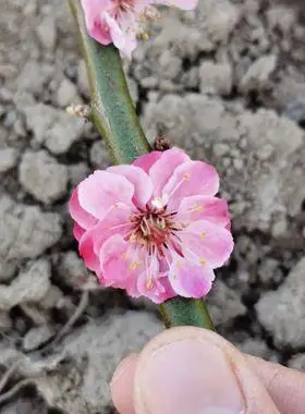 正宗|台阁朱砂梅花|观赏浓香花卉,盆景盆栽地栽原生