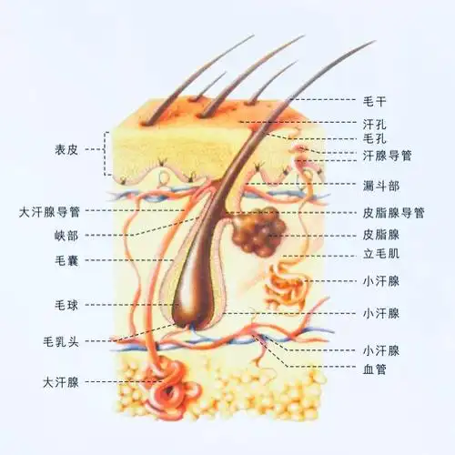 带大家了解一下毛发生理学很有必要哦