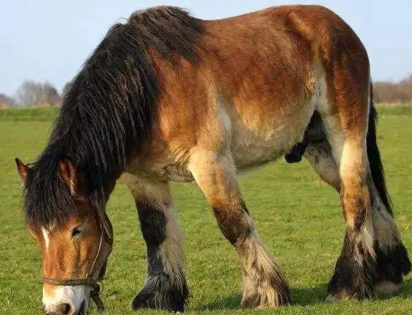 世界上最大的马堪比小卡车重一吨可拉动五吨货物