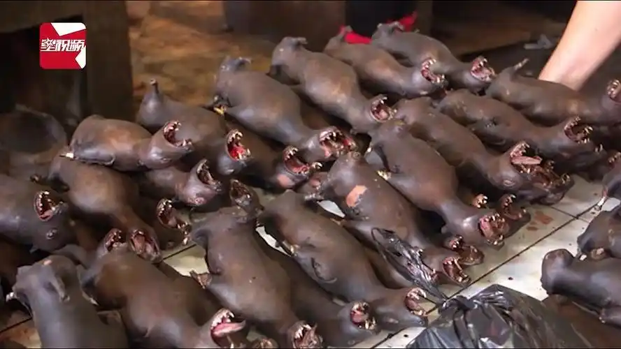 印尼人一直吃蝙蝠,为何没有感染病毒!(慎入)