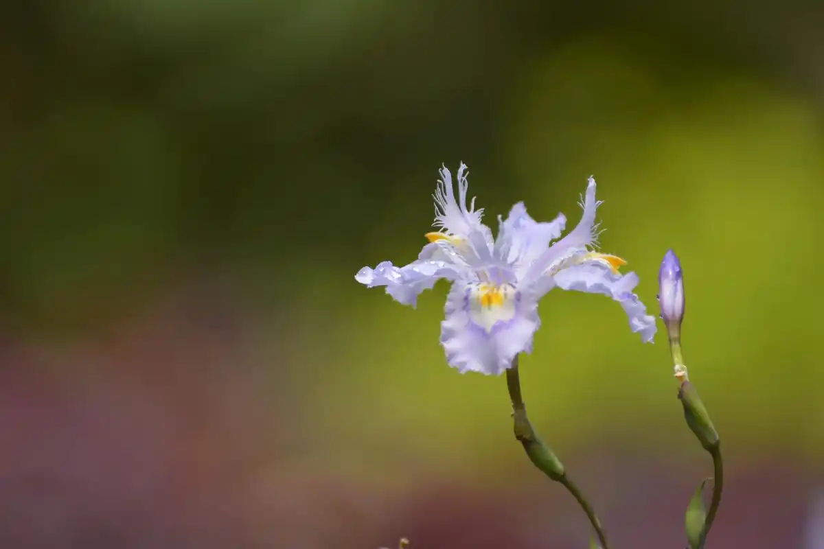 植物鸢尾花小清新高清电脑壁纸图片大全