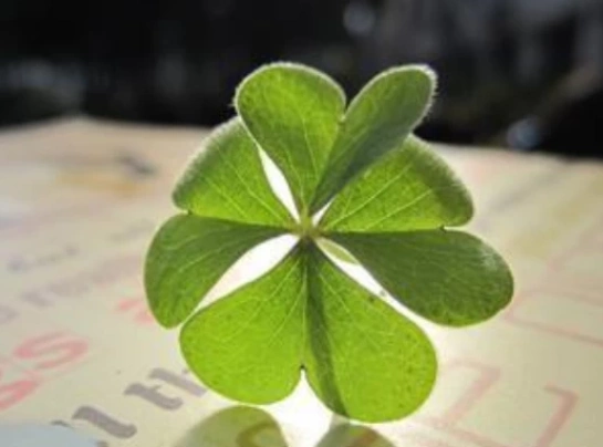 灵签占卜哪片四叶草会带给你好运测2021年会有多少人追你