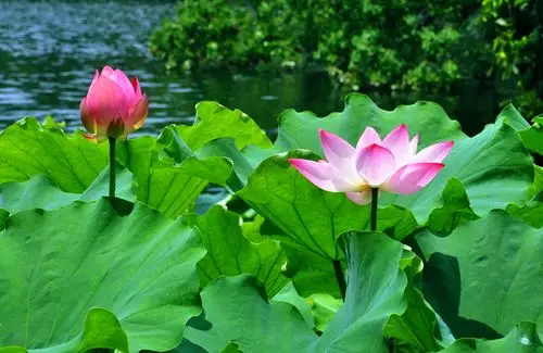 荷红莲碧——2018杭州西湖荷花展掠影